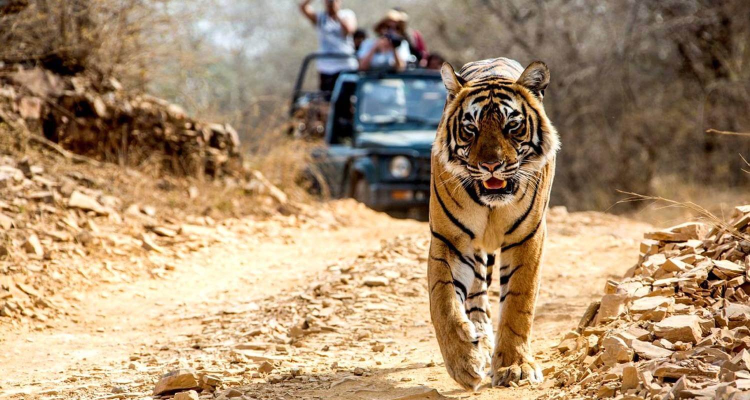 ranthambore safari booking online