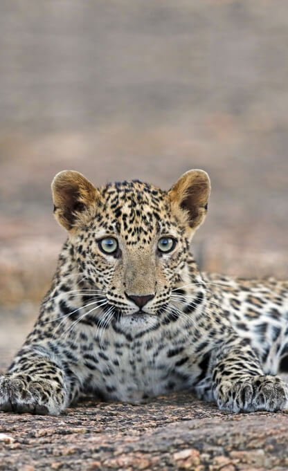 leopard_safari_jawai