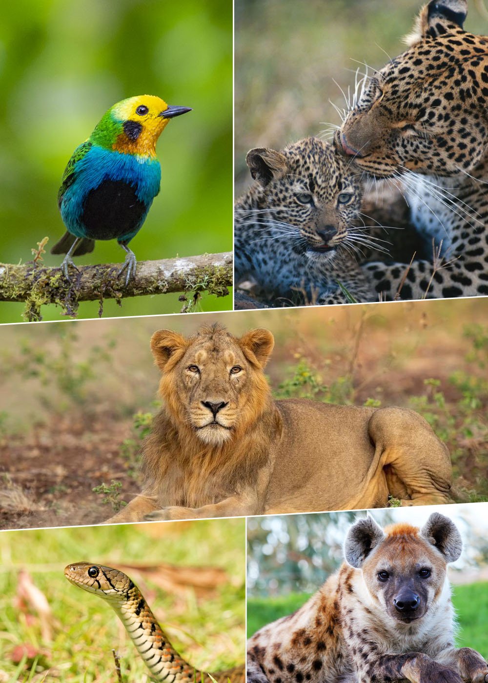 Best Wildlife Holidays Packages
