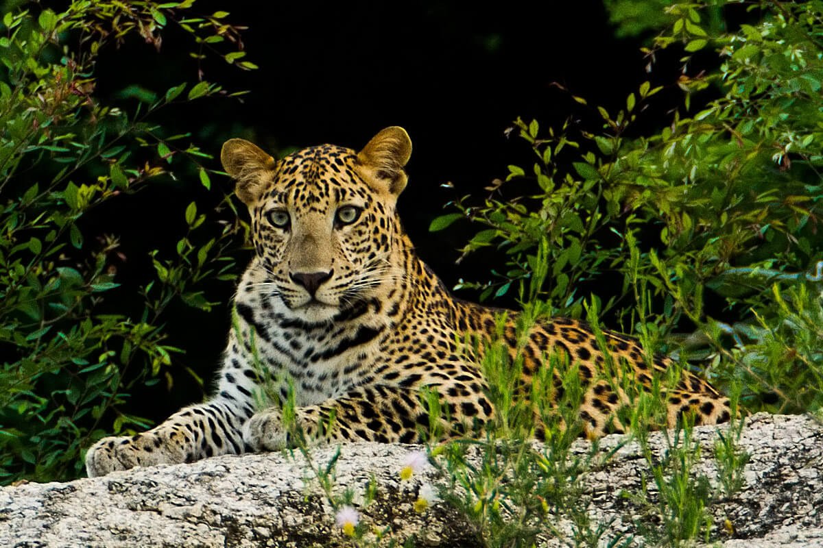 Jawai-leopard-safari