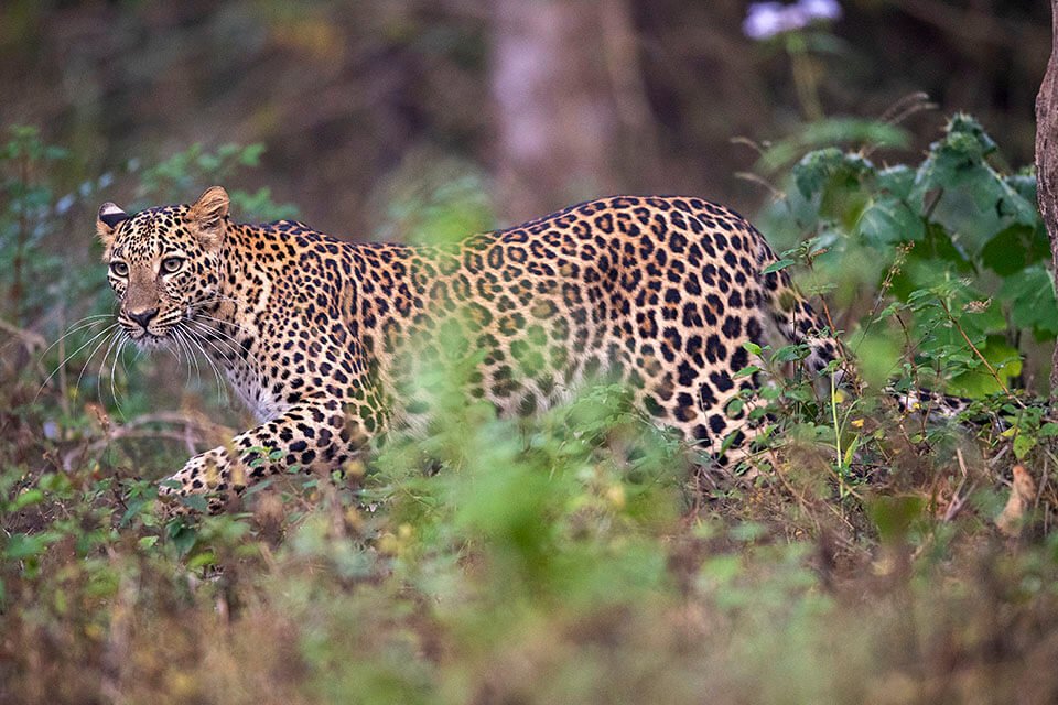 Leopard-on-a-tree-in-Bandipur