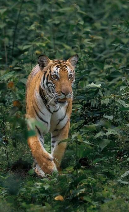 Tiger-safari