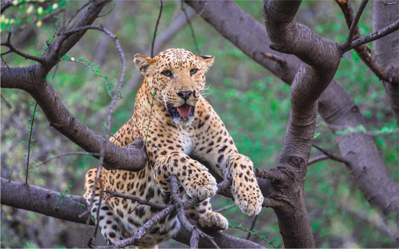 jhalana-leopard-safari