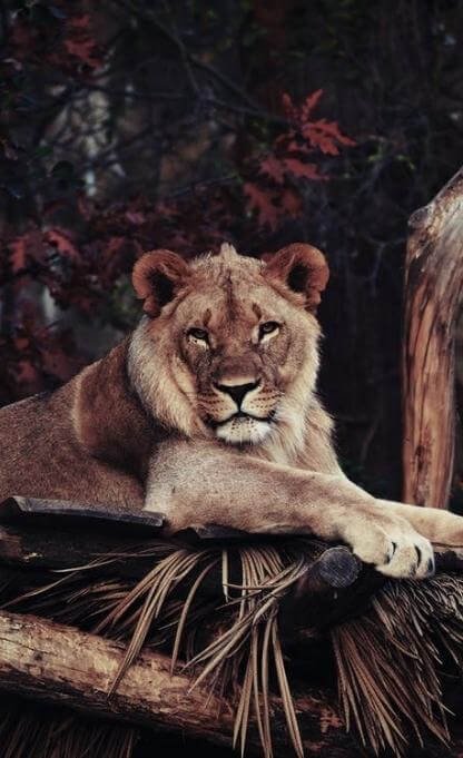 lion-safari